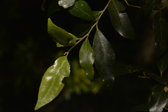 Cryptocarya nova-anglica