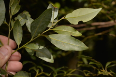 Cryptocarya nova-anglica