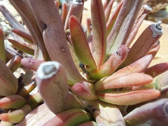 Crassula macowaniana