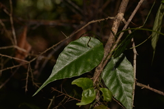 Parsonsia dorrigoensis