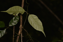 Parsonsia dorrigoensis