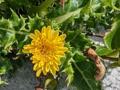Sonchus megalocarpus