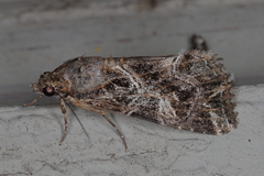 Callopistria yerburii