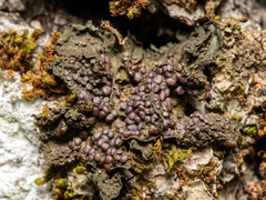 Collema nigrescens