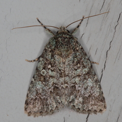 Diphtherocome verbenata