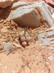 Adromischus marianiae