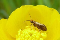 Micropterix calthella