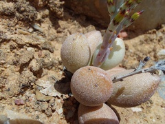 Adromischus marianiae