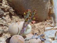 Adromischus marianiae