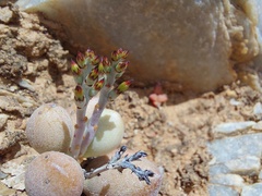 Adromischus marianiae