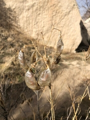 Colutea