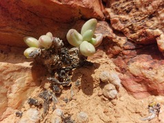 Adromischus