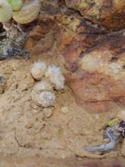 Anacampseros scopata