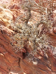 Pelargonium crithmifolium