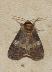 Tethea ocularis