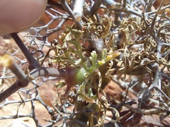 Pelargonium crithmifolium