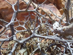 Pelargonium crithmifolium