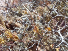 Pelargonium crithmifolium