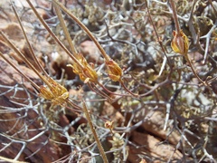 Pelargonium crithmifolium