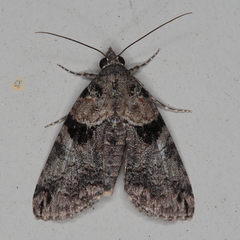 Lophoptera litigiosa