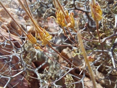 Pelargonium crithmifolium