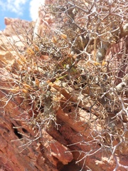 Pelargonium crithmifolium