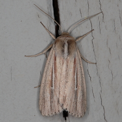 Mythimna tacuna