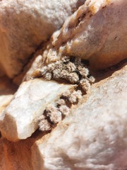 Anacampseros scopata