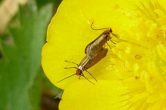 Micropterix calthella