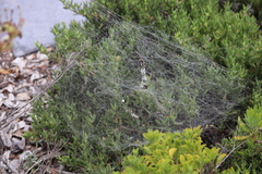 Cyrtophora citricola