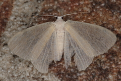 Prasinocyma immaculata