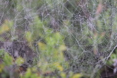 Cyrtophora citricola