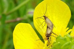 Micropterix calthella