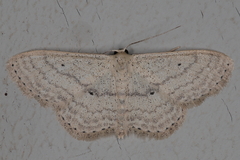 Scopula internataria