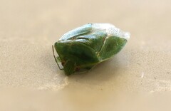Glaucias amyoti