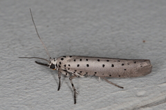 Yponomeuta fumigatus