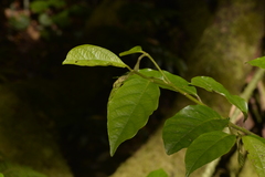Alangium villosum