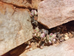 Adromischus