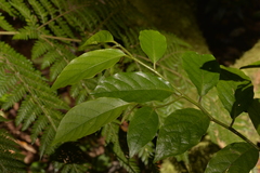 Alangium villosum
