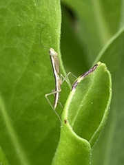 Orthodera ministralis