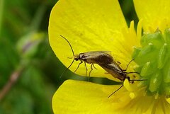 Micropterix calthella