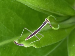 Orthodera ministralis