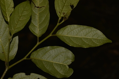 Alangium villosum
