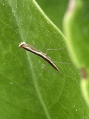 Orthodera ministralis
