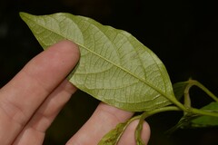 Alangium villosum