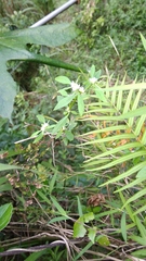 Alternanthera sessilis