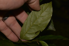 Alangium villosum