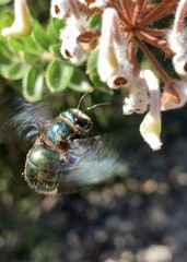 Xylocopa bombylans
