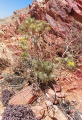 Hymenolepis