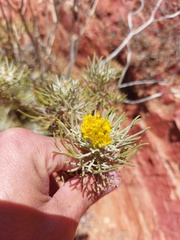 Hymenolepis